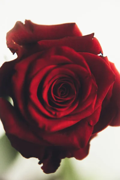 Bella Fioritura Fiore Rosa Rossa Sfondo Bianco Primo Piano Foto — Foto Stock