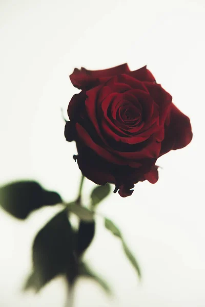 Όμορφο Ανθισμένο Κόκκινο Τριαντάφυλλο Λουλούδι Λευκό Φόντο Close Έγχρωμη Φωτογραφία — Φωτογραφία Αρχείου