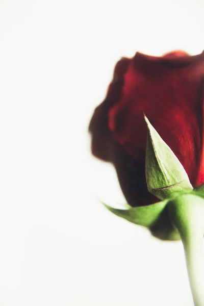 Цветет Цветок Красной Розы Белом Фоне Крупным Планом Цветное Макрофото — стоковое фото