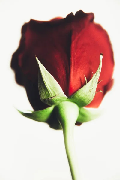 Bella Fioritura Fiore Rosa Rossa Sfondo Bianco Primo Piano Foto — Foto Stock