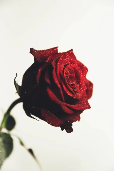 Όμορφο Ανθισμένο Κόκκινο Τριαντάφυλλο Λουλούδι Λευκό Φόντο Close Έγχρωμη Φωτογραφία — Φωτογραφία Αρχείου