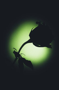 Üst manzara ve yakın plan, çiçek açan güzel bir gül çiçeği. Sevgililer Günü konsepti. Gül sanatı