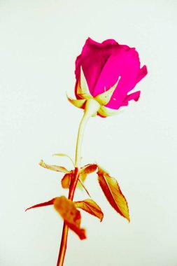 Üst manzara ve yakın plan, çiçek açan güzel bir gül çiçeği. Sevgililer Günü konsepti. Gül sanatı