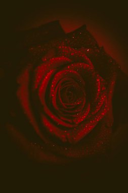 Üst manzara ve yakın plan, çiçek açan güzel bir gül çiçeği. Sevgililer Günü konsepti. Gül sanatı