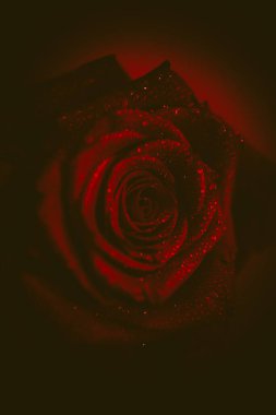 Üst manzara ve yakın plan, çiçek açan güzel bir gül çiçeği. Sevgililer Günü konsepti. Gül sanatı