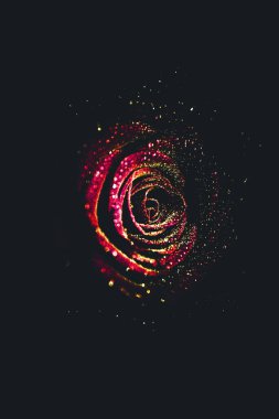 Üst manzara ve yakın plan, çiçek açan güzel bir gül çiçeği. Sevgililer Günü konsepti. Gül sanatı