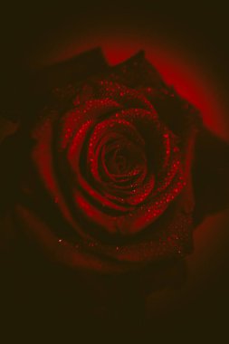 Üst manzara ve yakın plan, çiçek açan güzel bir gül çiçeği. Sevgililer Günü konsepti. Gül sanatı