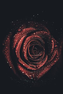 Üst manzara ve yakın plan, çiçek açan güzel bir gül çiçeği. Sevgililer Günü konsepti. Gül sanatı