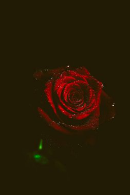 Üst manzara ve yakın plan, çiçek açan güzel bir gül çiçeği. Sevgililer Günü konsepti. Gül sanatı