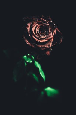 Üst manzara ve yakın plan, çiçek açan güzel bir gül çiçeği. Sevgililer Günü konsepti. Gül sanatı