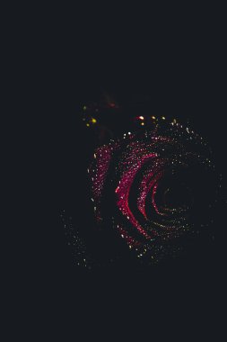 Üst manzara ve yakın plan, çiçek açan güzel bir gül çiçeği. Sevgililer Günü konsepti. Gül sanatı