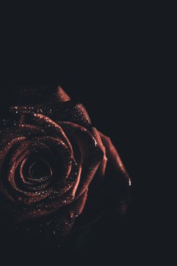 Üst manzara ve yakın plan, çiçek açan güzel bir gül çiçeği. Sevgililer Günü konsepti. Gül sanatı