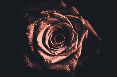 Üst manzara ve yakın plan, çiçek açan güzel bir gül çiçeği. Sevgililer Günü konsepti. Gül sanatı