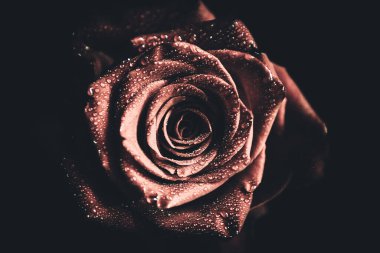 Üst manzara ve yakın plan, çiçek açan güzel bir gül çiçeği. Sevgililer Günü konsepti. Gül sanatı