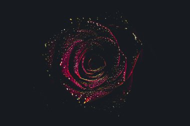 Üst manzara ve yakın plan, çiçek açan güzel bir gül çiçeği. Sevgililer Günü konsepti. Gül sanatı