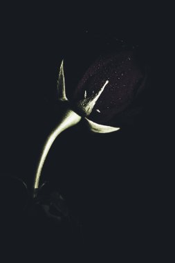 Üst manzara ve yakın plan, çiçek açan güzel bir gül çiçeği. Sevgililer Günü konsepti. Gül sanatı