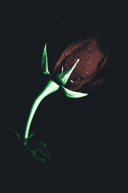 Üst manzara ve yakın plan, çiçek açan güzel bir gül çiçeği. Sevgililer Günü konsepti. Gül sanatı