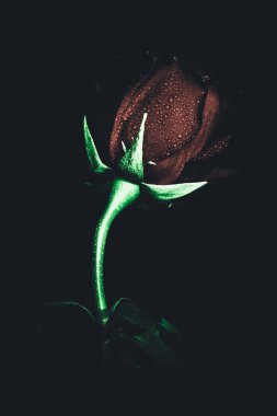 Üst manzara ve yakın plan, çiçek açan güzel bir gül çiçeği. Sevgililer Günü konsepti. Gül sanatı