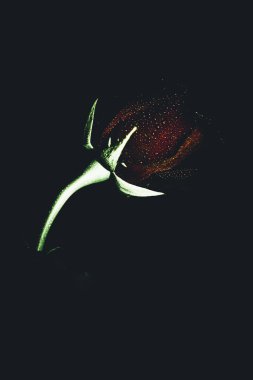 Üst manzara ve yakın plan, çiçek açan güzel bir gül çiçeği. Sevgililer Günü konsepti. Gül sanatı