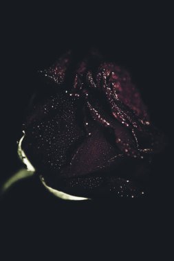 Üst manzara ve yakın plan, çiçek açan güzel bir gül çiçeği. Sevgililer Günü konsepti. Gül sanatı