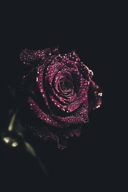 Üst manzara ve yakın plan, çiçek açan güzel bir gül çiçeği. Sevgililer Günü konsepti. Gül sanatı