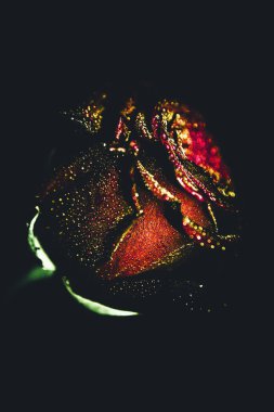 Üst manzara ve yakın plan, çiçek açan güzel bir gül çiçeği. Sevgililer Günü konsepti. Gül sanatı