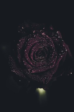 Üst manzara ve yakın plan, çiçek açan güzel bir gül çiçeği. Sevgililer Günü konsepti. Gül sanatı