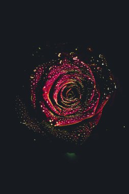 Üst manzara ve yakın plan, çiçek açan güzel bir gül çiçeği. Sevgililer Günü konsepti. Gül sanatı