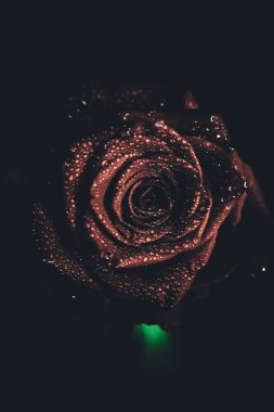 Üst manzara ve yakın plan, çiçek açan güzel bir gül çiçeği. Sevgililer Günü konsepti. Gül sanatı