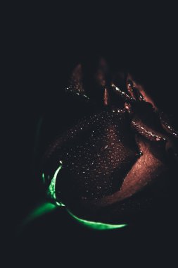 Üst manzara ve yakın plan, çiçek açan güzel bir gül çiçeği. Sevgililer Günü konsepti. Gül sanatı