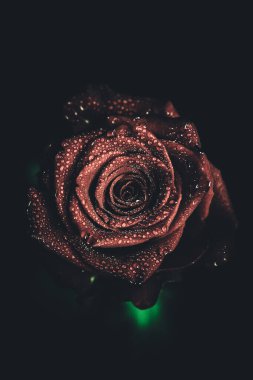 Üst manzara ve yakın plan, çiçek açan güzel bir gül çiçeği. Sevgililer Günü konsepti. Gül sanatı