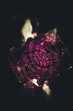 Üst manzara ve yakın plan, çiçek açan güzel bir gül çiçeği. Sevgililer Günü konsepti. Gül sanatı