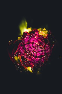 Üst manzara ve yakın plan, çiçek açan güzel bir gül çiçeği. Sevgililer Günü konsepti. Gül sanatı