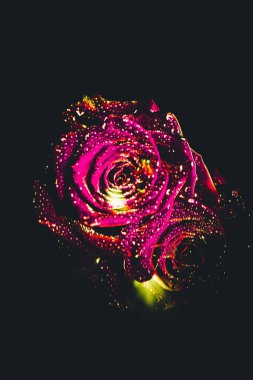 Üst manzara ve yakın plan, çiçek açan güzel bir gül çiçeği. Sevgililer Günü konsepti. Gül sanatı