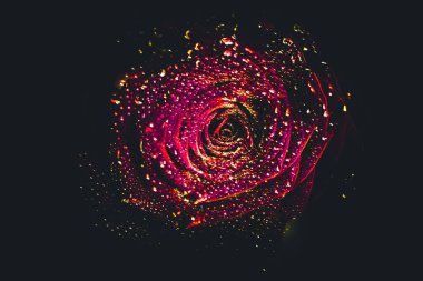 Üst manzara ve yakın plan, çiçek açan güzel bir gül çiçeği. Sevgililer Günü konsepti. Gül sanatı