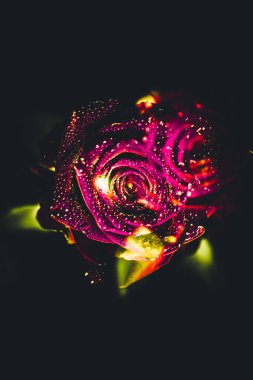 Üst manzara ve yakın plan, çiçek açan güzel bir gül çiçeği. Sevgililer Günü konsepti. Gül sanatı