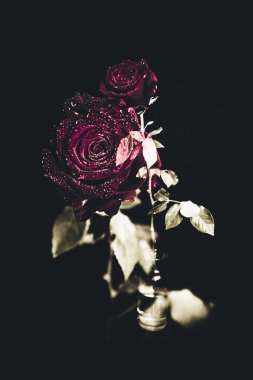 Üst manzara ve yakın plan, çiçek açan güzel bir gül çiçeği. Sevgililer Günü konsepti. Gül sanatı