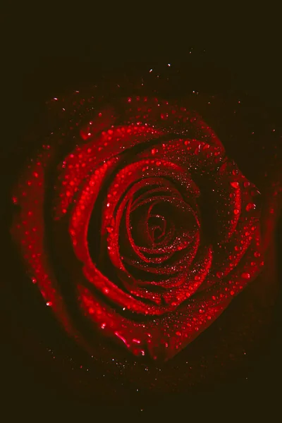 Вид Сверху Крупным Планом Цветущий Красивый Цветок Розы Концепция Дня — стоковое фото