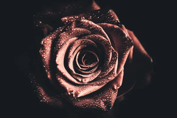 Üst manzara ve yakın plan, çiçek açan güzel bir gül çiçeği. Sevgililer Günü konsepti. Gül sanatı