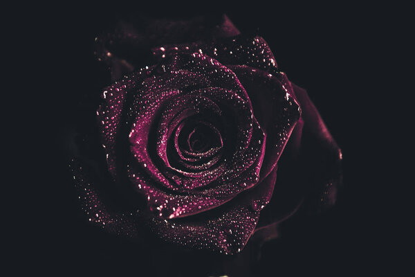 Top view and close-up, blooming beautiful rose flower. The concept of Valentine's Day. Art of rose