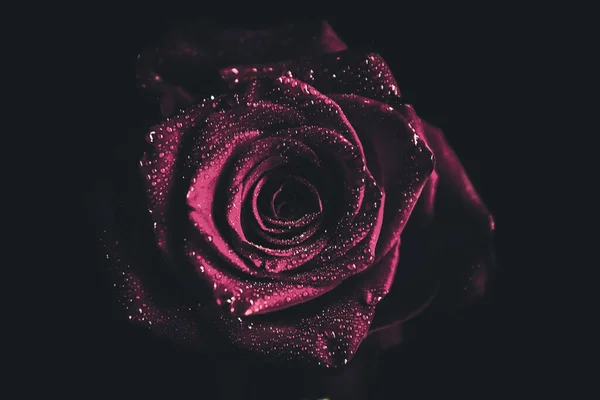 Widok Góry Zbliżenie Kwitnący Piękny Kwiat Róży Koncepcja Walentynek Sztuka — Zdjęcie stockowe