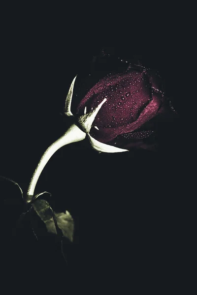 Pohled Shora Zblízka Rozkvetlá Růžová Květinka Koncept Valentýna Umění Růže — Stock fotografie