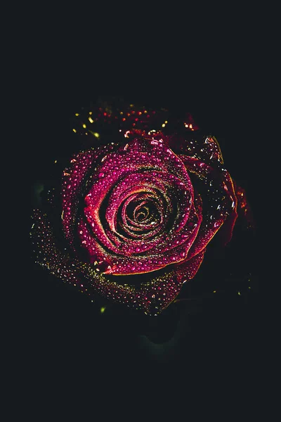 Üst manzara ve yakın plan, çiçek açan güzel bir gül çiçeği. Sevgililer Günü konsepti. Gül sanatı