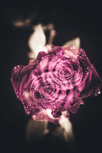 Üst manzara ve yakın plan, çiçek açan güzel bir gül çiçeği. Sevgililer Günü konsepti. Gül sanatı