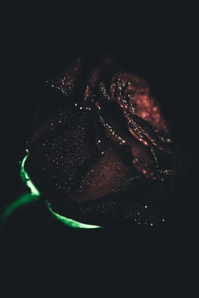 Κάτοψη Και Κοντινό Πλάνο Ανθισμένο Όμορφο Τριαντάφυλλο Έννοια Της Ημέρας — Φωτογραφία Αρχείου