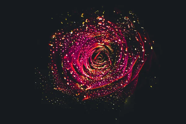 Üst manzara ve yakın plan, çiçek açan güzel bir gül çiçeği. Sevgililer Günü konsepti. Gül sanatı