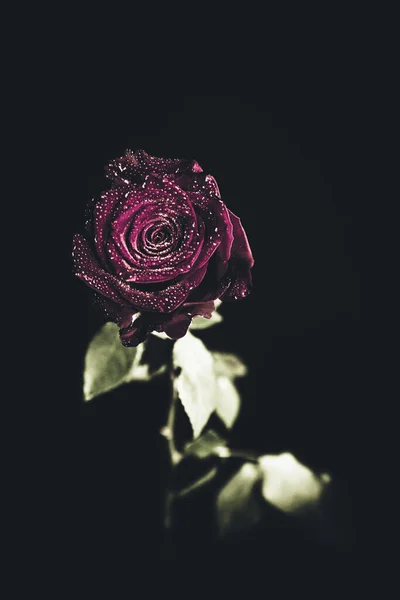 Vue Dessus Gros Plan Belle Fleur Rose Fleurs Concept Saint — Photo
