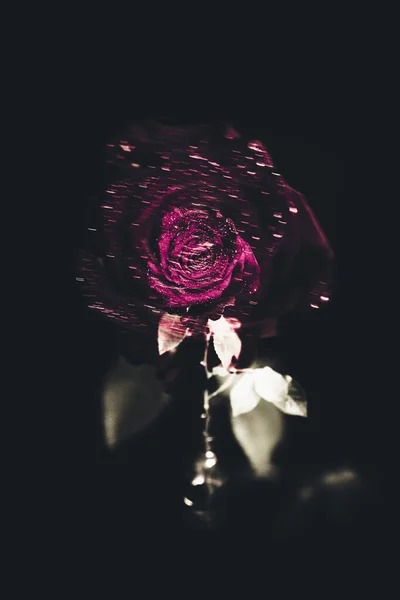 아름다운 장미꽃을 피운다 발렌타인데이의 컨셉이야 — 스톡 사진