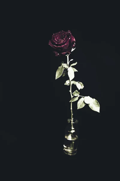 Top View Közelkép Virágzó Gyönyörű Rózsa Virág Valentin Nap Koncepciója — Stock Fotó