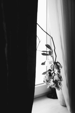 Ev içinde canlı bitkiler, yakın plan çiçeklerin siyah beyaz hayatları.